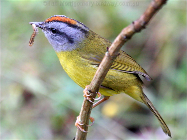 Russet-crowned Warbler russetcrown_warbler_25376.psd