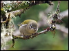 tennessee_warbler_112066