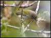 tennessee_warbler_112067