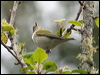 tennessee_warbler_112075