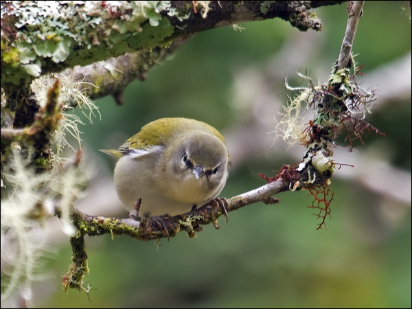Tennessee Warbler tennessee_warbler_112066.psd