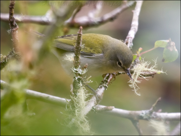 Tennessee Warbler tennessee_warbler_112067.psd