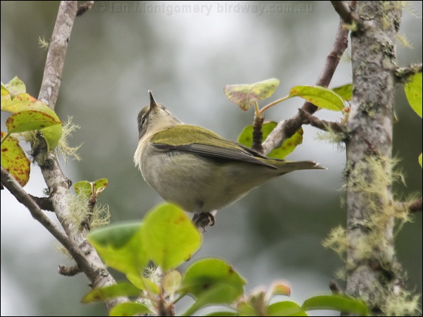 Tennessee Warbler tennessee_warbler_112075.psd