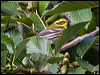 townsends_warbler_108063