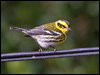 townsends_warbler_108085