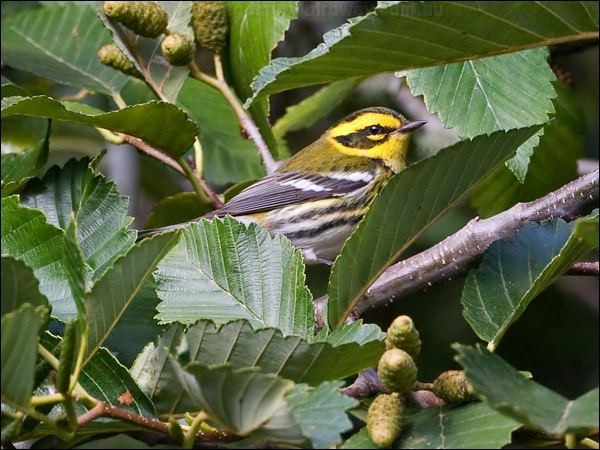 Townsend's Warbler townsends_warbler_108063.psd