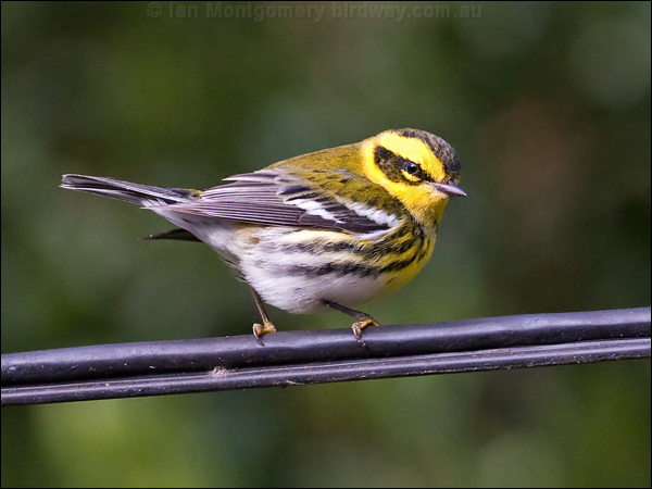 Townsend's Warbler townsends_warbler_108085.psd