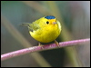 wilsons_warbler_107947