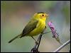 wilsons_warbler_107960