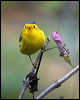 wilsons_warbler_107964