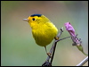 wilsons_warbler_107967