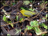 wilsons_warbler_112029