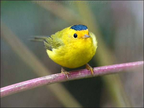 Wilson's Warbler wilsons_warbler_107947.psd
