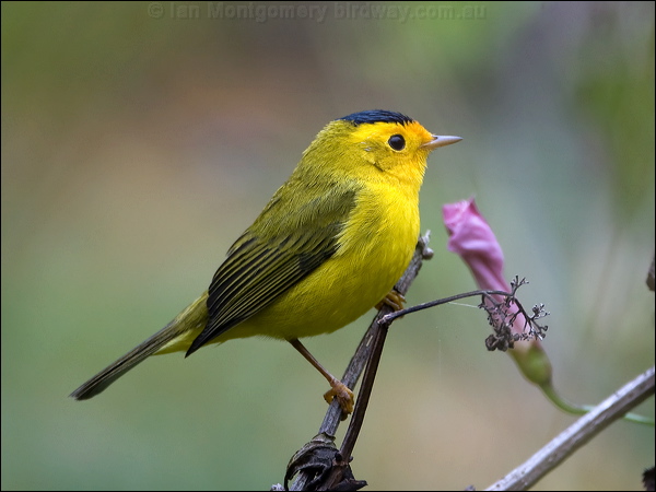 Wilson's Warbler wilsons_warbler_107960.psd