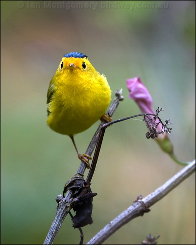Wilson's Warbler wilsons_warbler_107964.psd