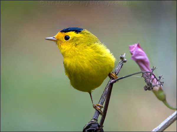 Wilson's Warbler wilsons_warbler_107967.psd