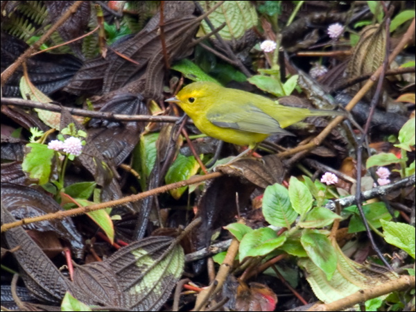 Wilson's Warbler wilsons_warbler_112029.psd