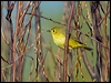 yellow_warbler_68706