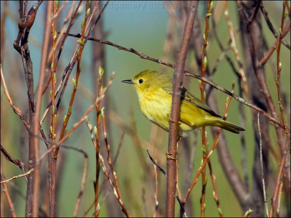 American Yellow Warbler yellow_warbler_68706.psd