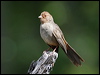 california_towhee_66173