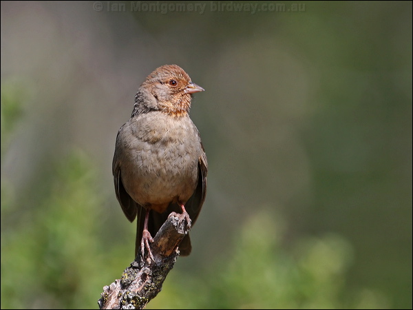 California Towhee california_towhee_66170.psd