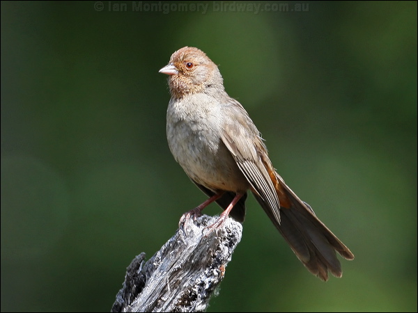 California Towhee california_towhee_66173.psd