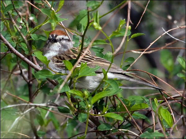 Chipping Sparrow chipping_sparrow_67955.psd