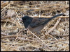 dark_eyed_junco_108887