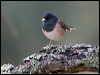 dark_eyed_junco_108894