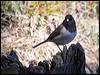 dark_eyed_junco_69121