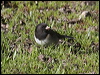 dark_eyed_junco_69199