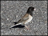 Click here to enter gallery and see photos/pictures/images of Dark-eyed Junco