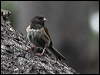 dark_eyed_junco_69697