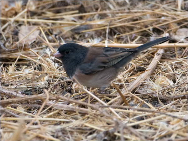 Dark-eyed Junco dark_eyed_junco_108887.psd
