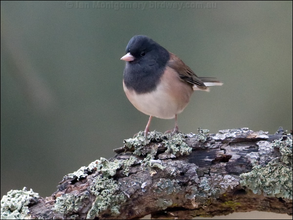 Dark-eyed Junco dark_eyed_junco_108894.psd