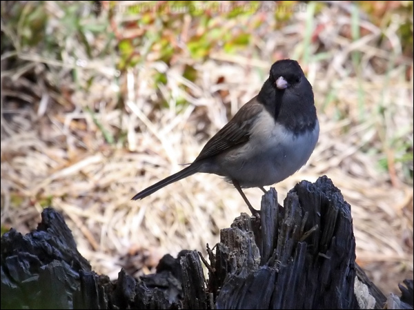 Dark-eyed Junco dark_eyed_junco_69121.psd