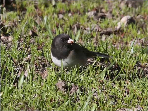 Dark-eyed Junco dark_eyed_junco_69199.psd