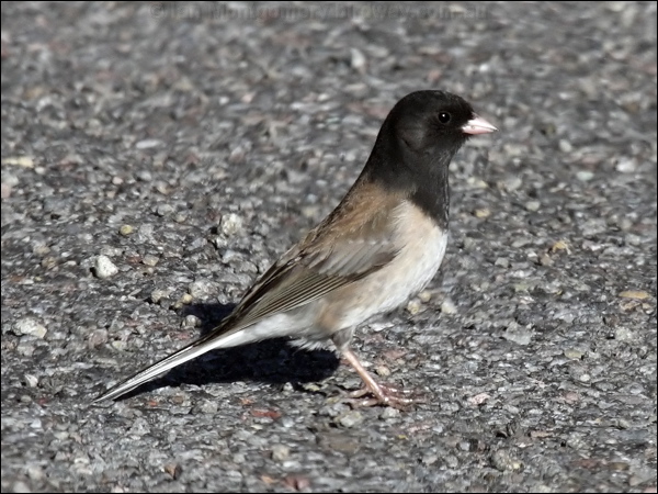 Dark-eyed Junco dark_eyed_junco_69215.psd