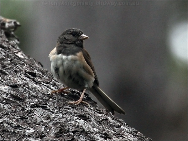 Dark-eyed Junco dark_eyed_junco_69697.psd