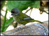 dusky_bush_tanager_24746