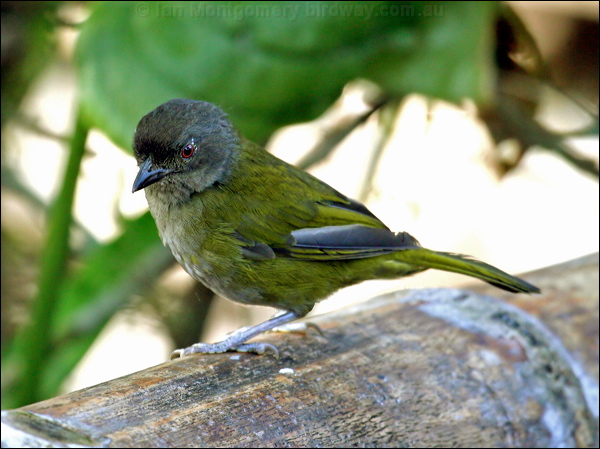 Dusky Bush Tanager dusky_bush_tanager_24746.psd