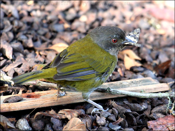 Dusky Bush Tanager dusky_bush_tanager_24754.psd
