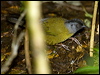 Click here to enter gallery and see photos/pictures/images of Large-footed Finch