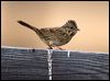 lincolns_sparrow_109729