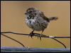 lincolns_sparrow_109733