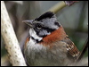 rufouscollar_sparrow_25241