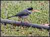 saffronbill_sparrow_206735