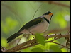 Click here to enter gallery and see photos/pictures/images of Saffron-billed Sparrow