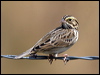 savannah_sparrow_109514