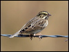 savannah_sparrow_109515